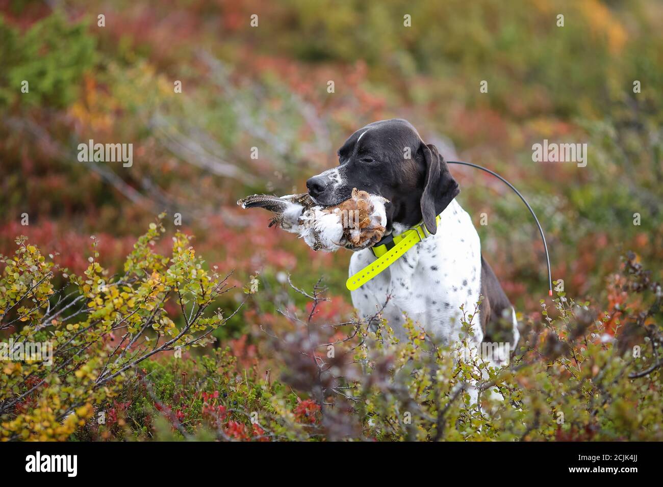 Dog english pointer hunting grouses in the mountains Stock Photo