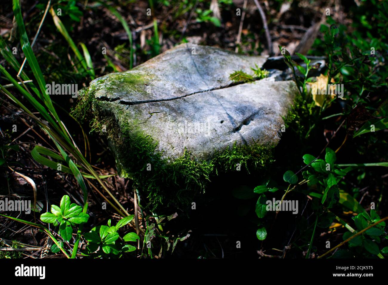 Animal skull in the green grass in the forest. Elk skull covered with green moss. Stock Photo