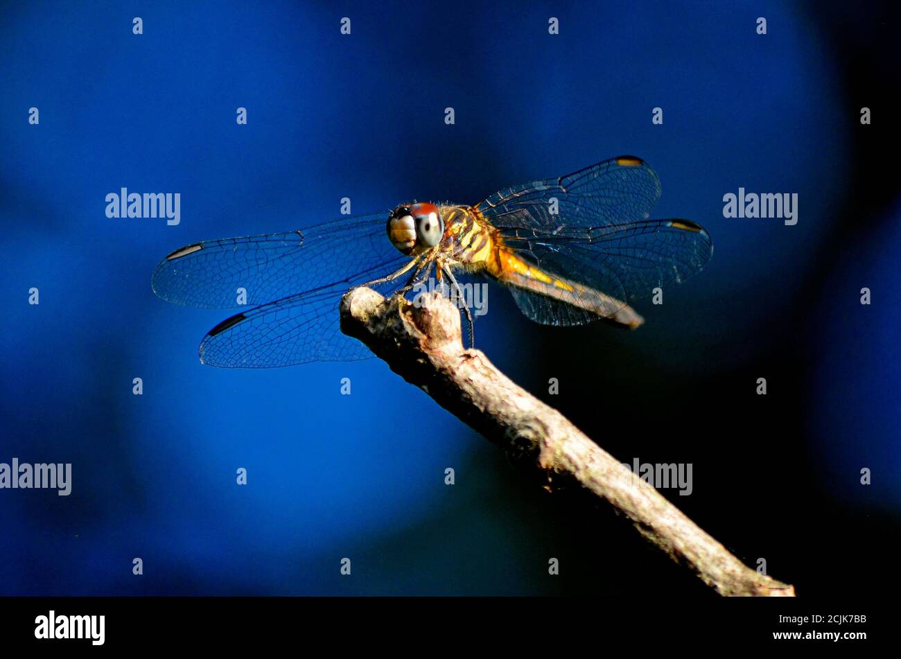 Yellow dragonfly resting on a tree branch on darkened background (macro ...
