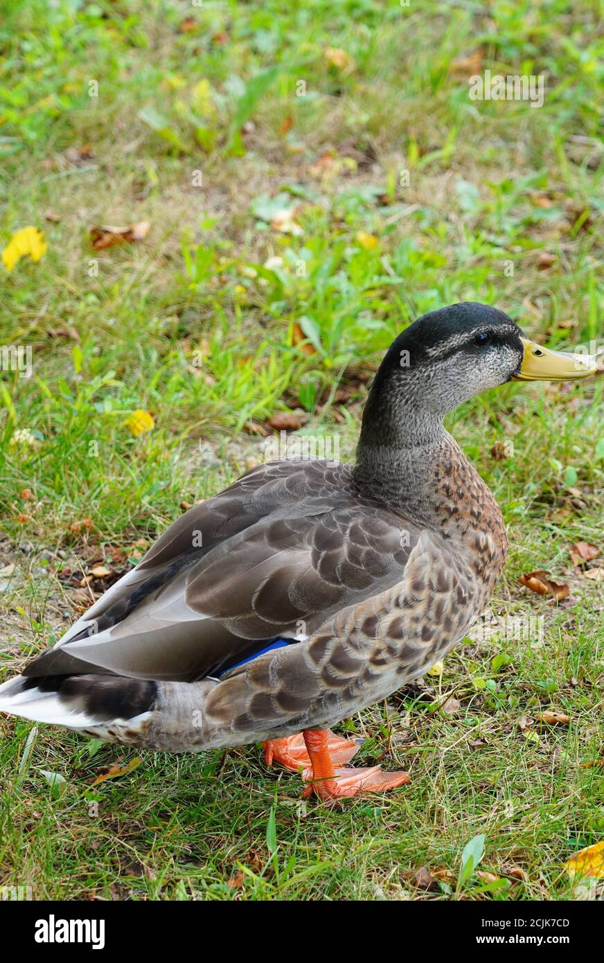 View of a wild duck with orange feet and blue feathers in Maine Stock Photo