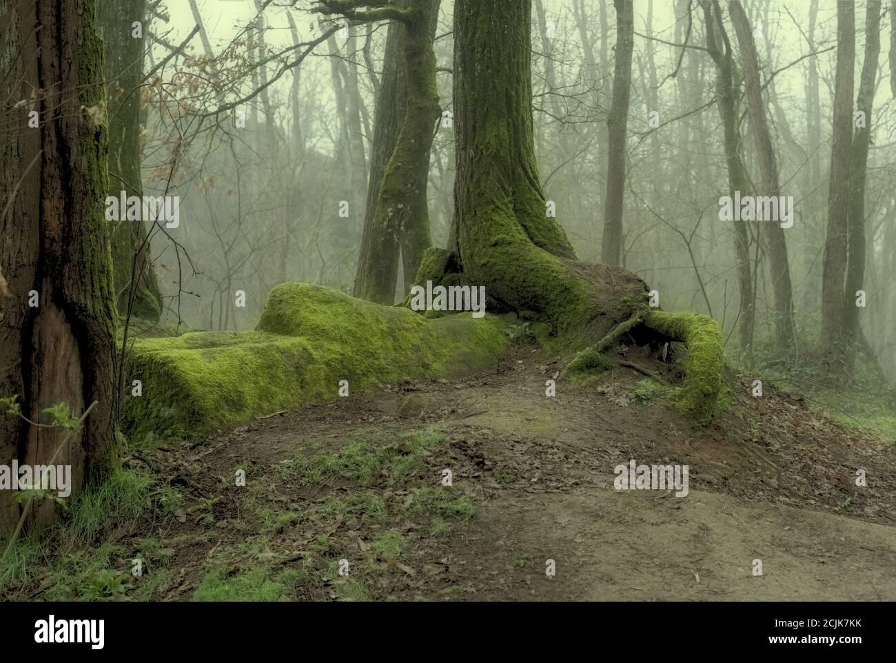Oak tree root scotland hi-res stock photography and images - Alamy