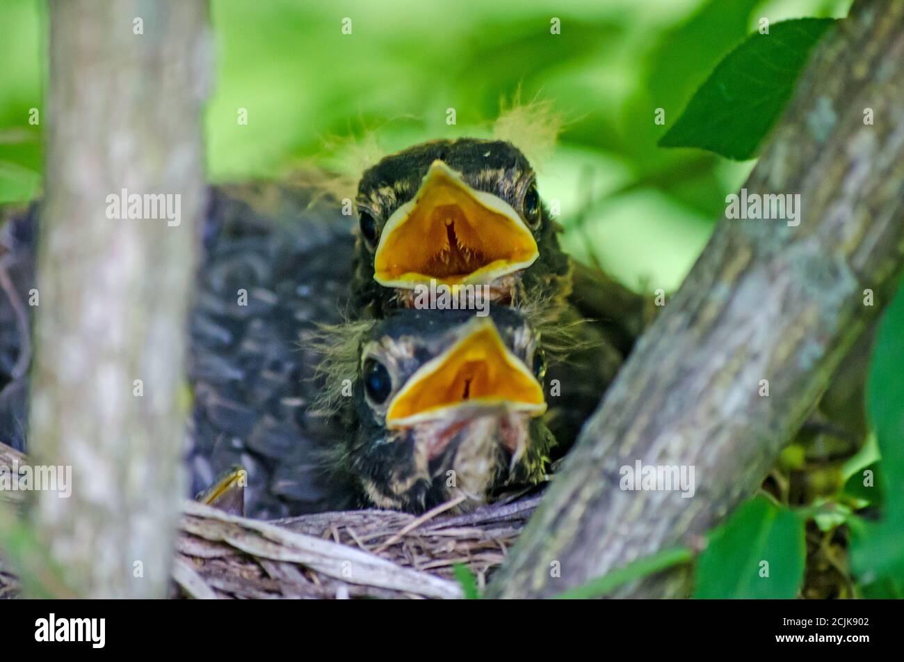 Robin feeding baby hires stock photography and images Alamy