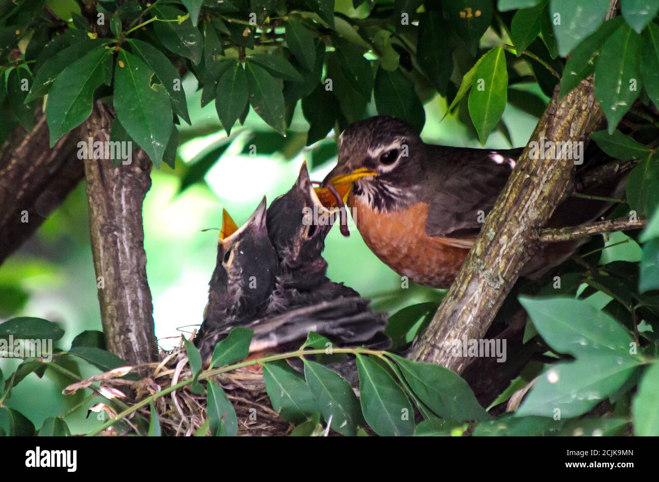 Hungry baby robins hires stock photography and images Alamy