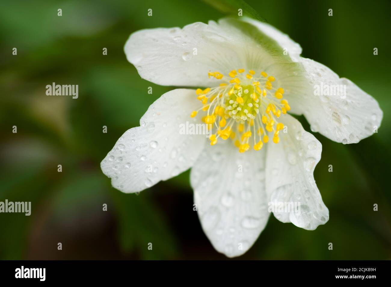 A single Wood Anemone (Anemone nemorosa) flower in a British woodland in spring. Also known as Smell Fox, Thimbleweed or Windflower. Stock Photo