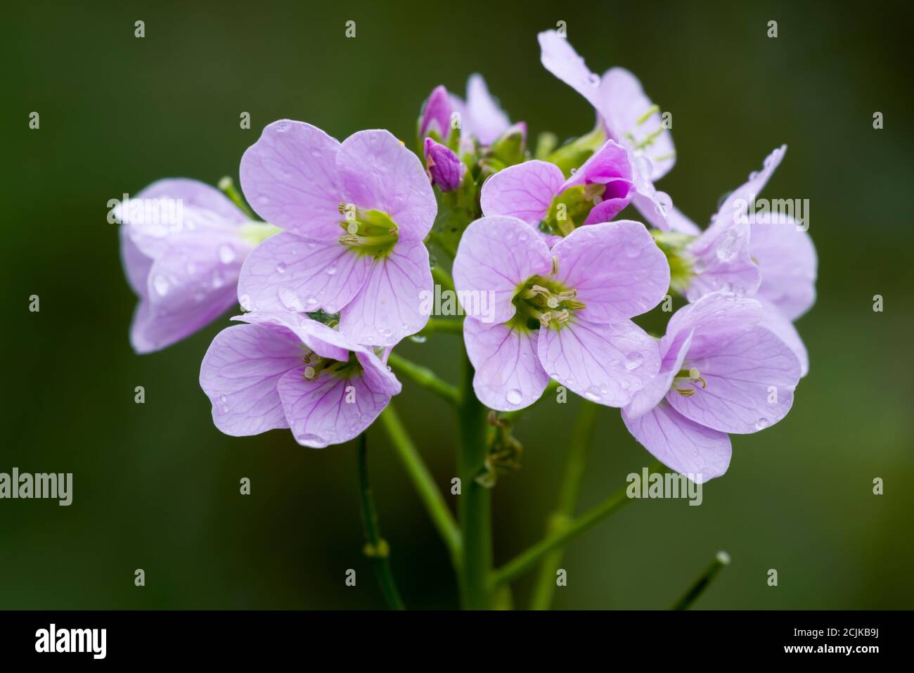 Cuckoo Flower (Cardamine pratensis) flowers in a British woodland. Also known as Lady's Smock, Mayflower and Milkmaids. Stock Photo