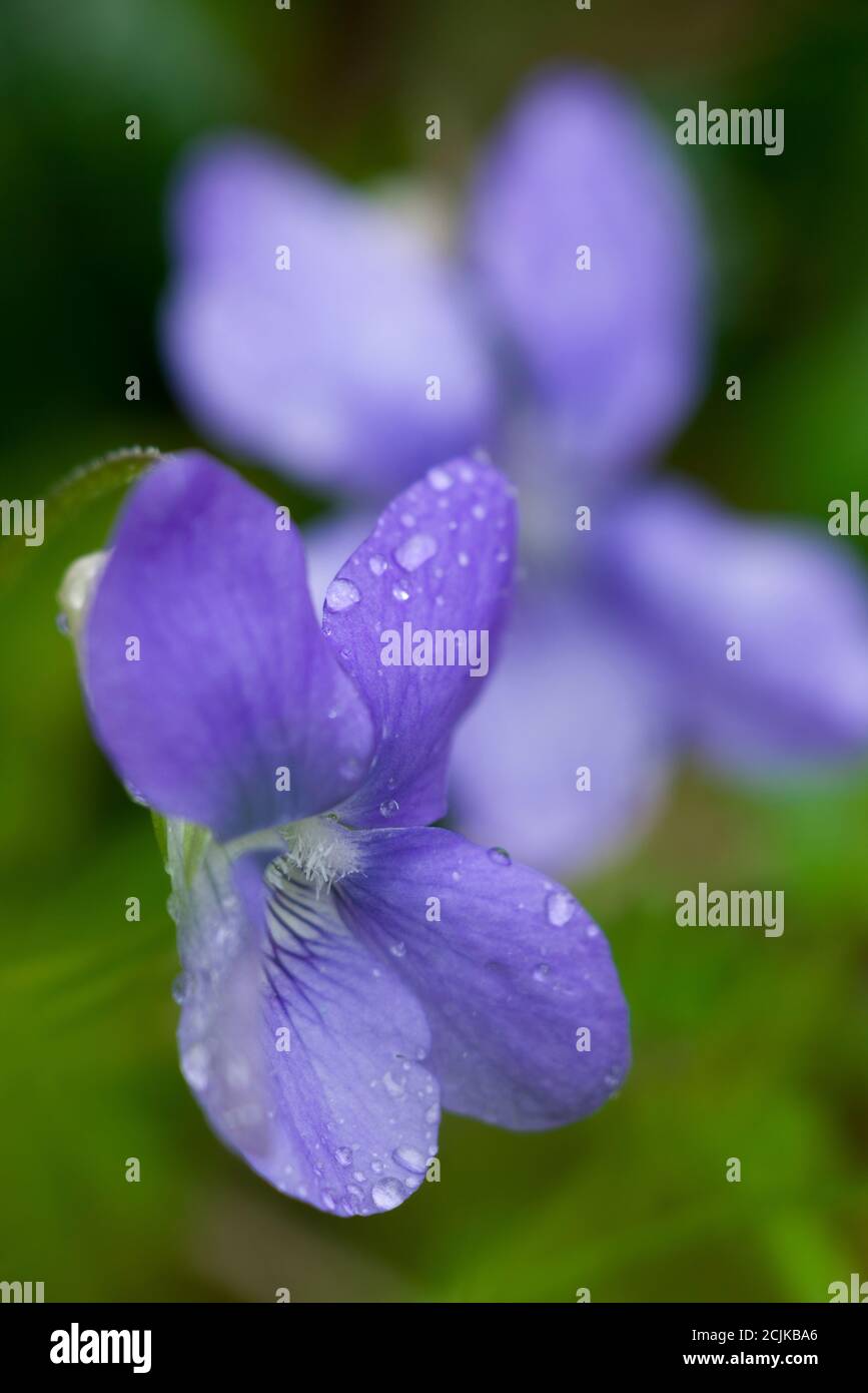 Common Dog Violet (Viola riviniana) flowers in a British woodland in spring. Also known as Wood Violet. Stock Photo