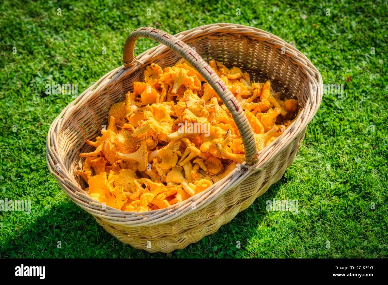 Basket filled with freshly picked Chantarelles Stock Photo