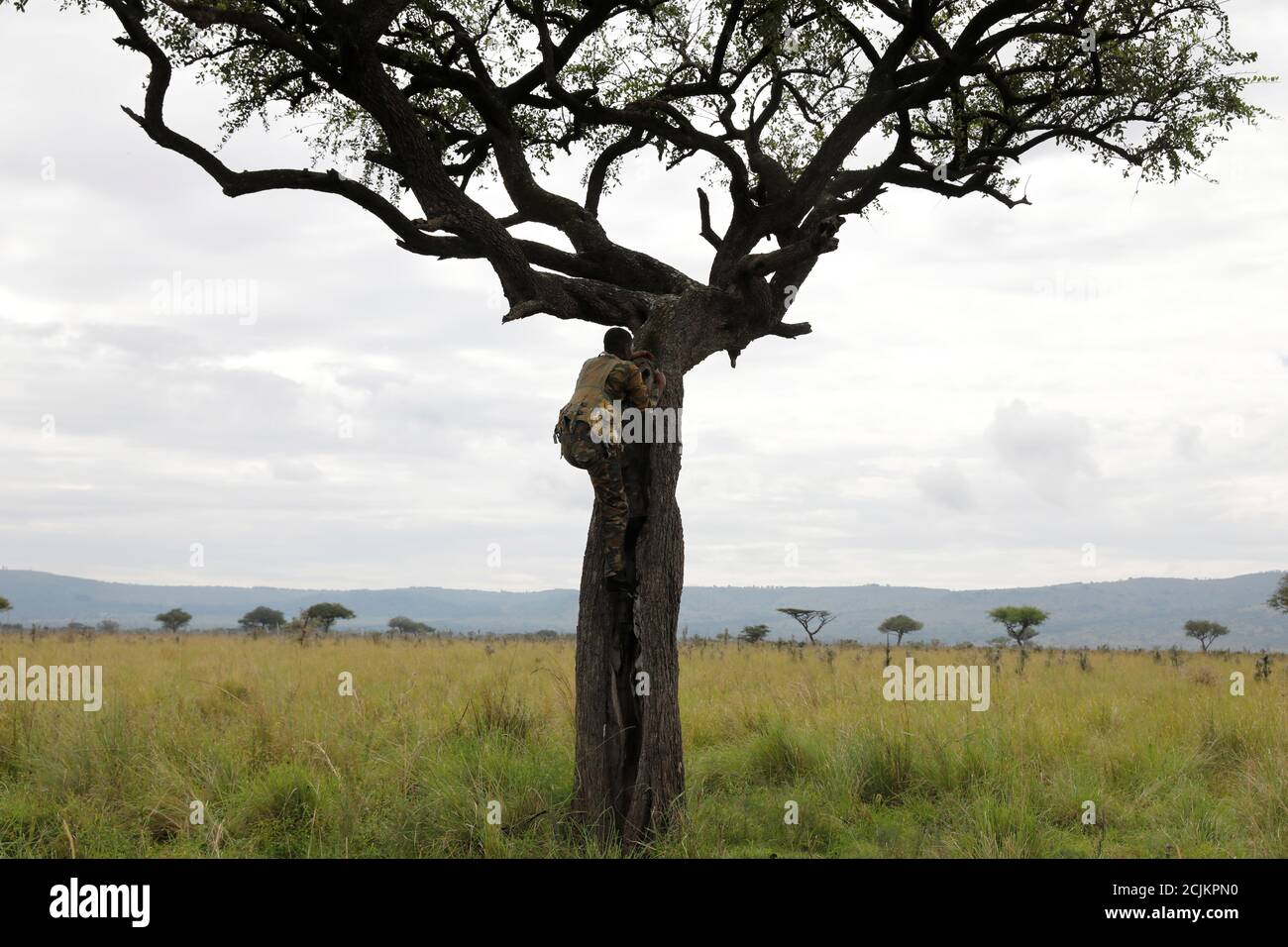 A Kenya Wildlife Service (KWS) ranger climbs a tree to look for black rhinos in the Ruma National park, Nyanza province, western Kenya, January 31, 2020. Picture taken January 31, 2020. REUTERS/Baz Ratner Stock Photo