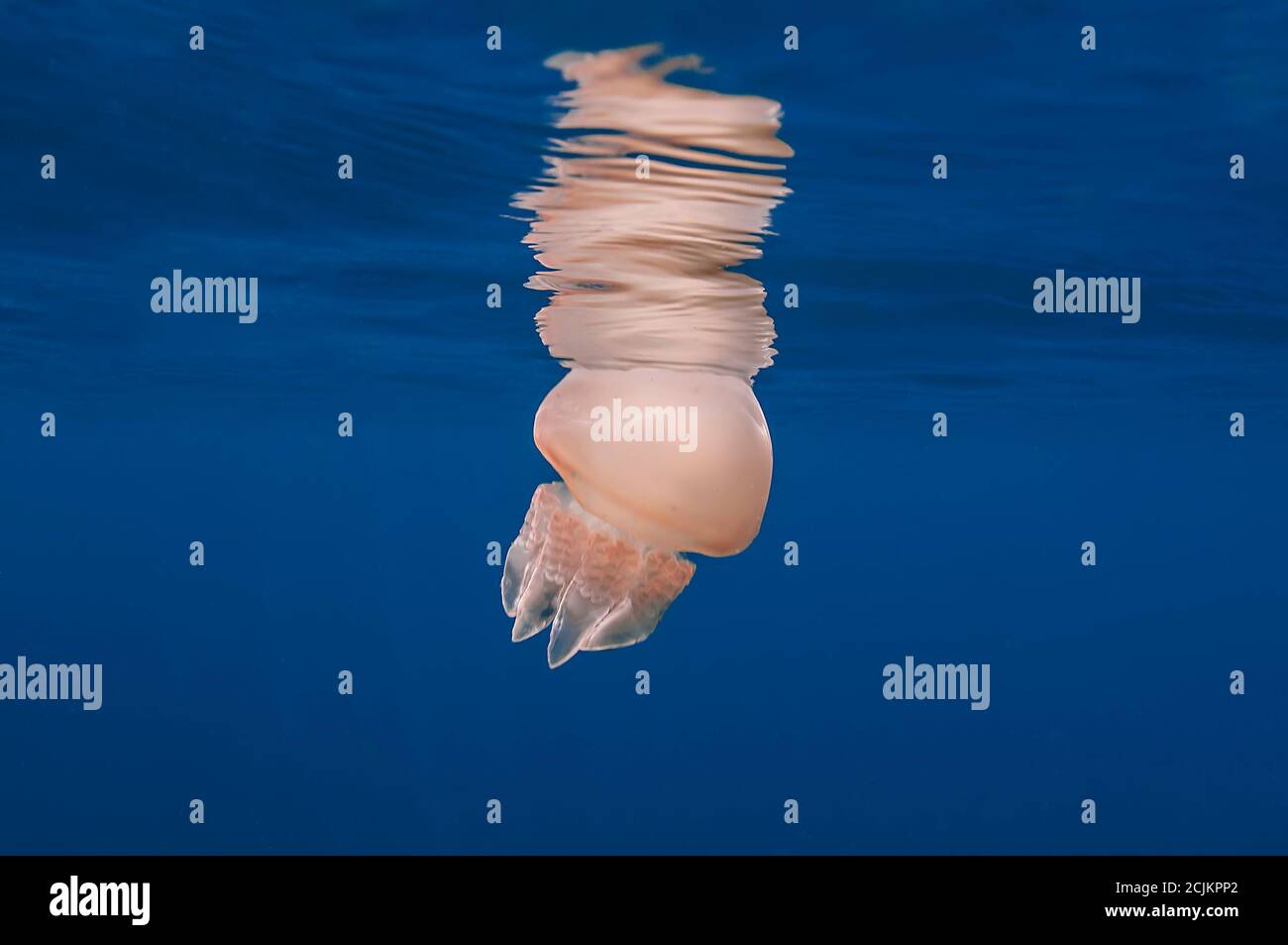 Jellyfish at surface with reflections Stock Photo