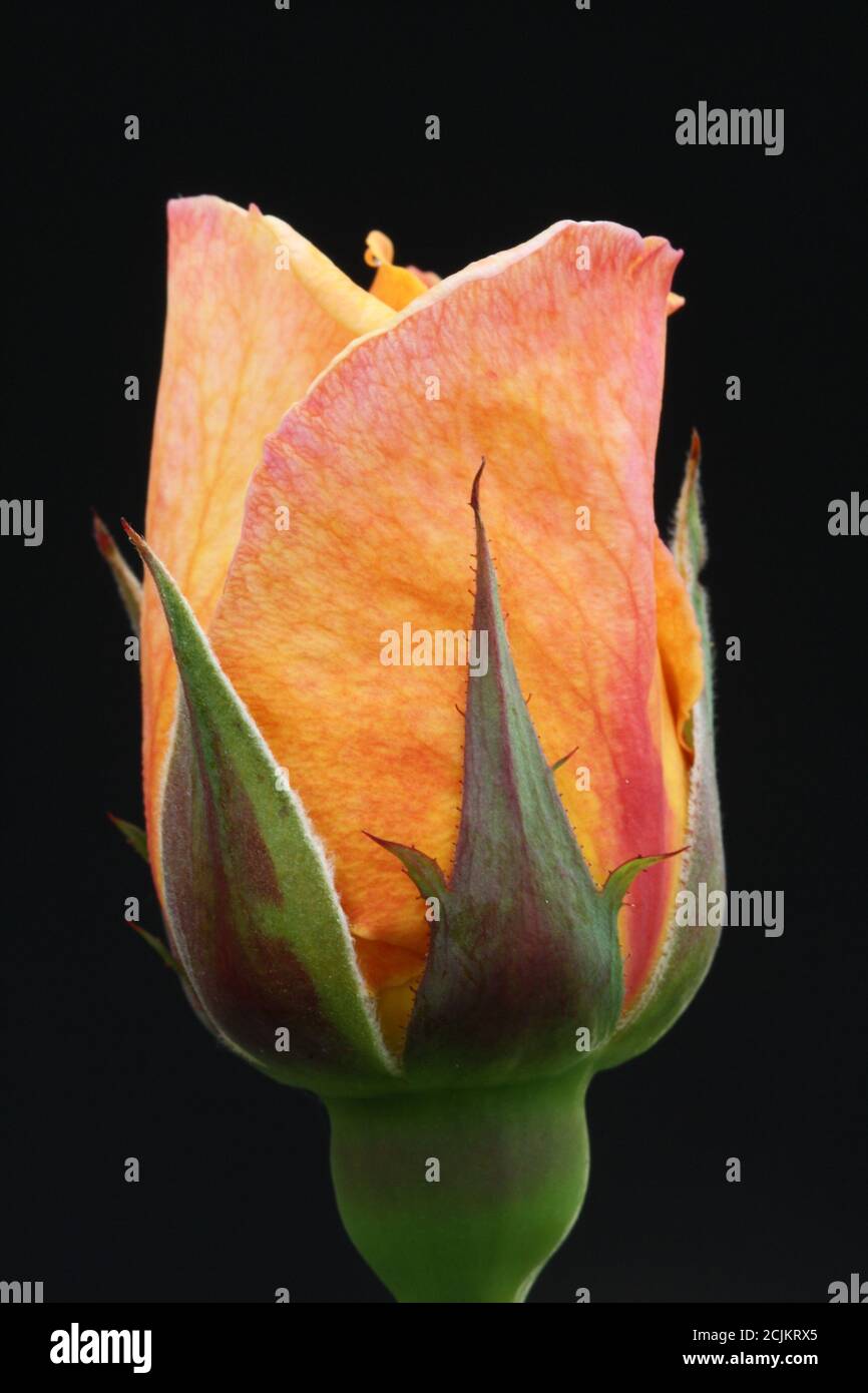 Rosiden rose hi-res stock photography and images - Alamy