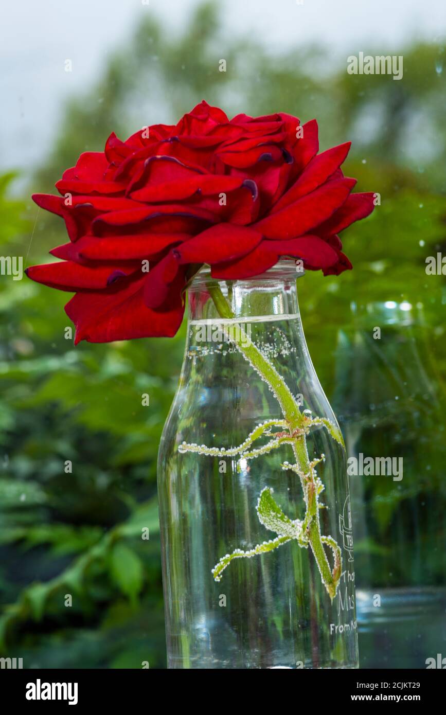 Red rose in water Stock Photo