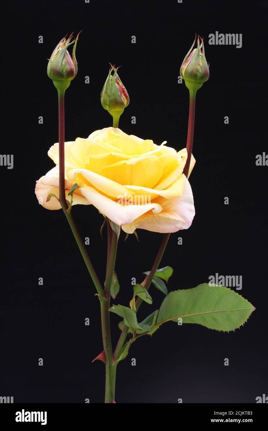 Rosiden rose hi-res stock photography and images - Alamy