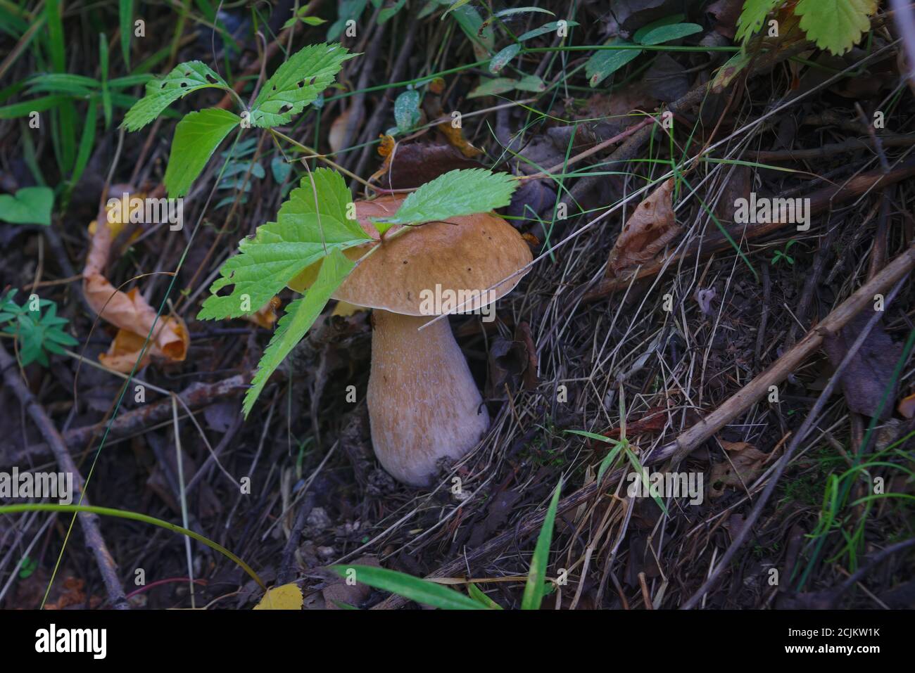 Beautiful boletus edulis mushroom banner in amazing green moss. Old magic forest mushrooms background. Stock Photo