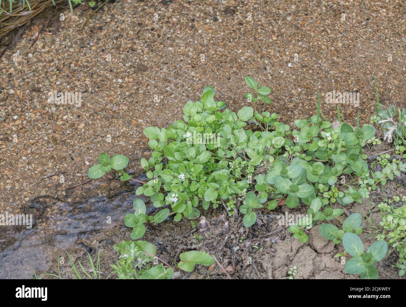 Small patch of flowering wild Watercress / Nasturtium officinale in freshwater stream. Oval leaved Brooklime / Veronica beccabunga to lower right. Stock Photo