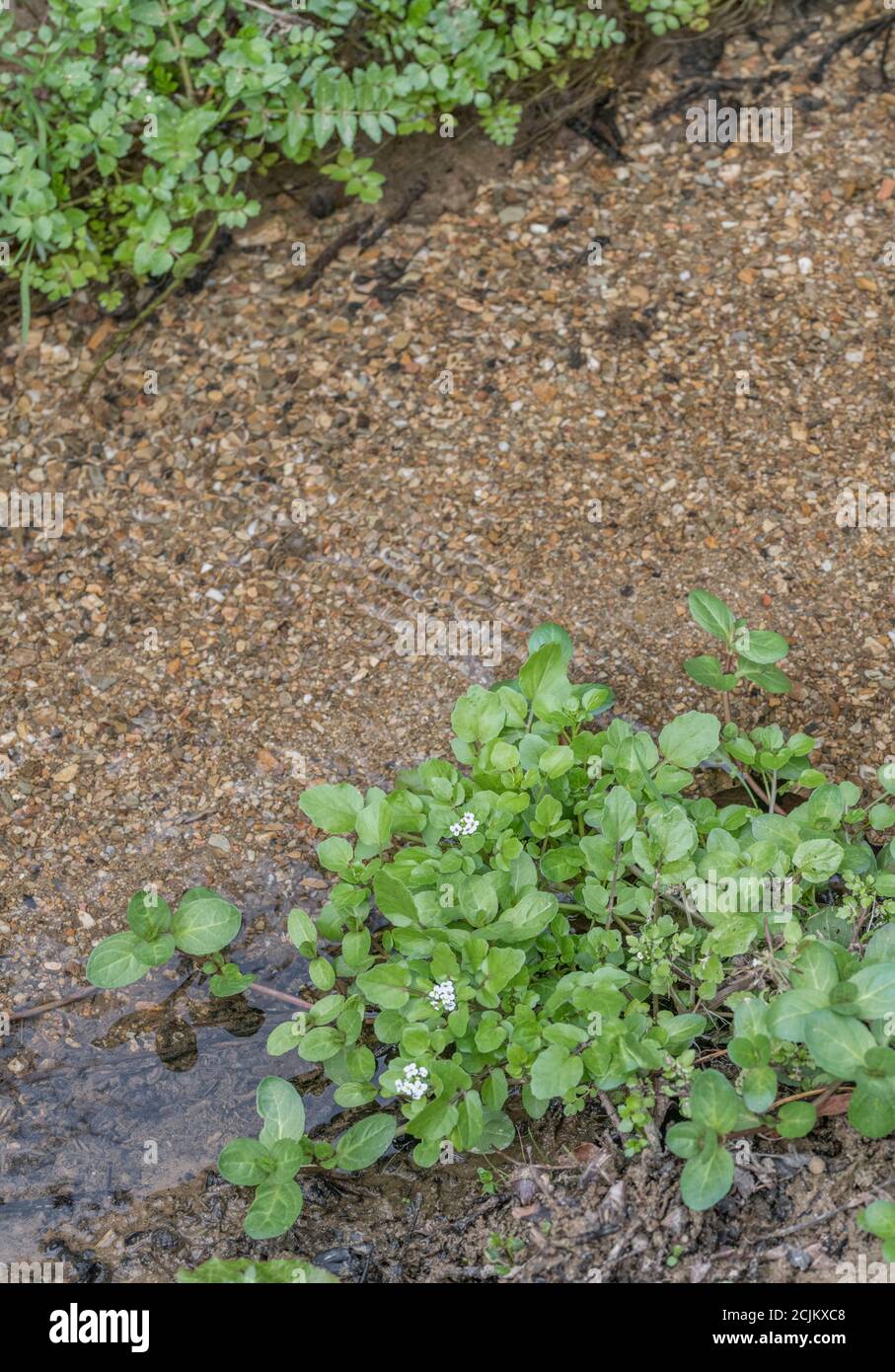 Mixed Patch Of Flowering Wild Watercress / Nasturtium Officinale With ...