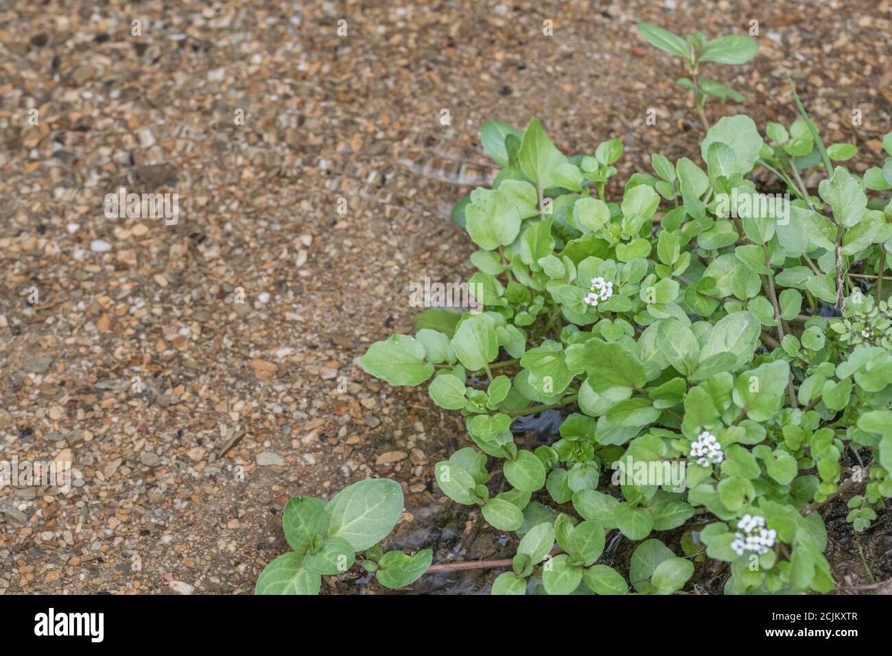 Small patch of flowering wild Watercress / Nasturtium officinale growing wild in freshwater stream. Concept small stream, medicinal plants, wild food. Stock Photo