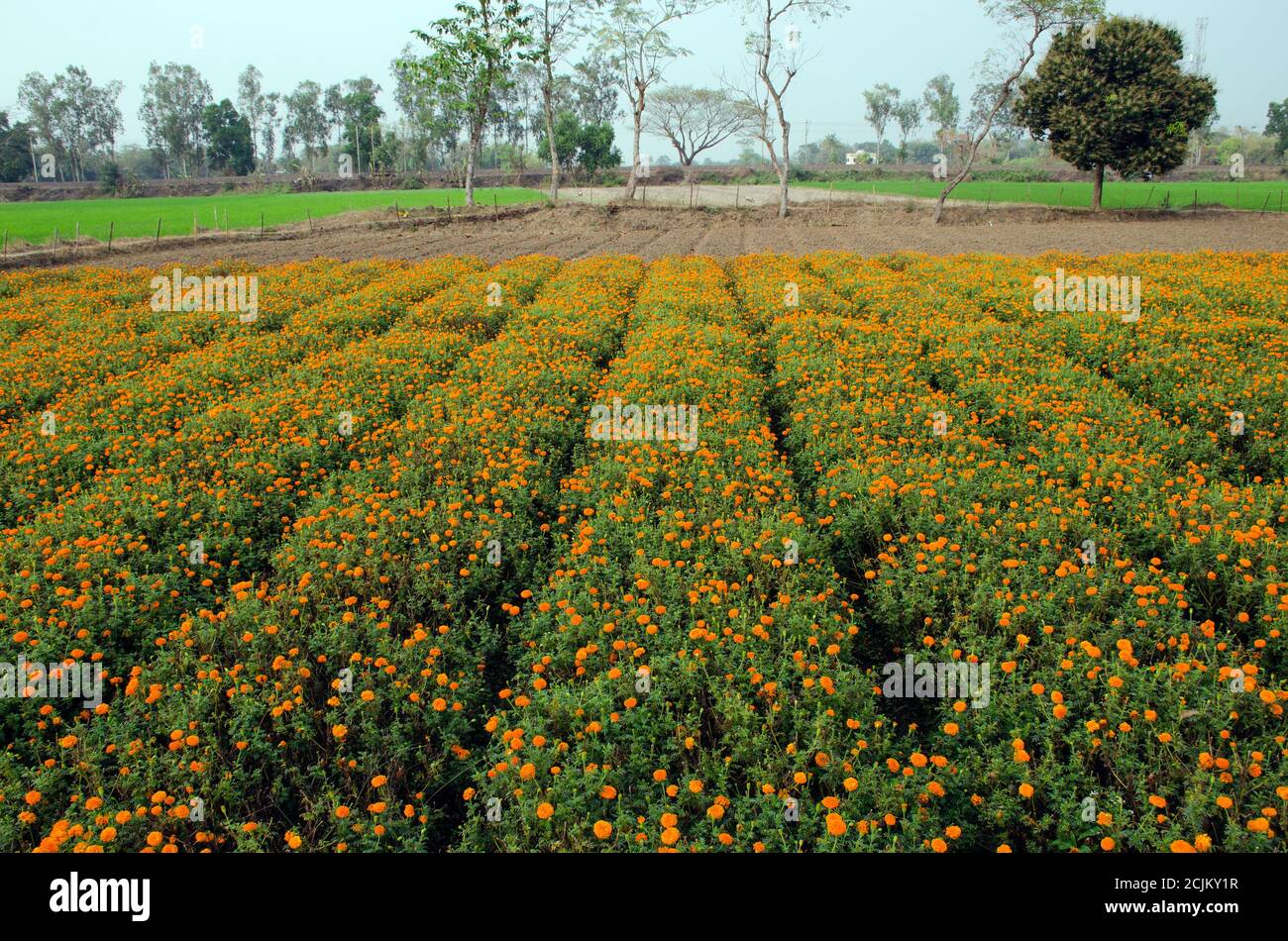 marigold flower field at rural west bengal india Stock Photo