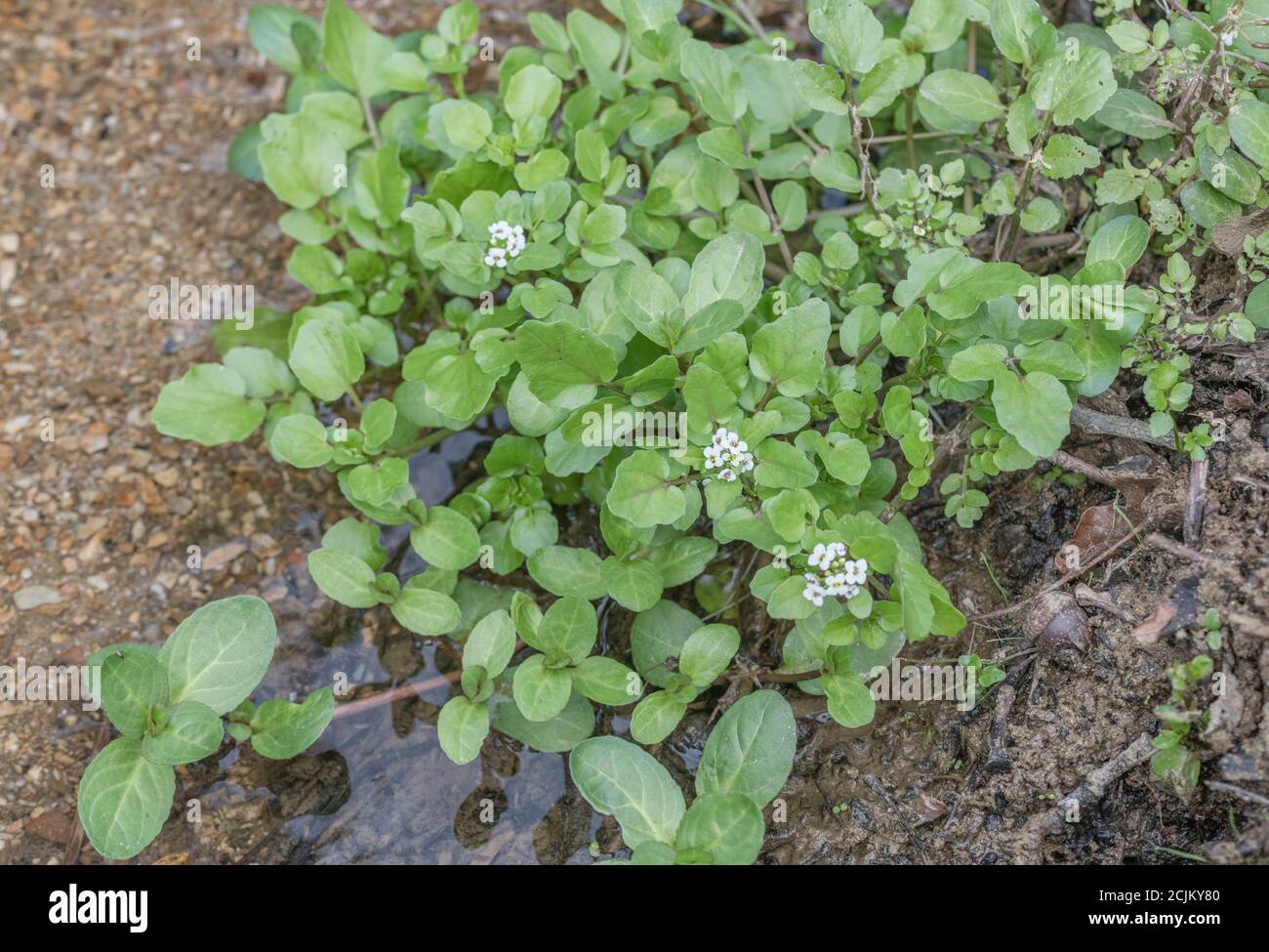 Mixed patch of flowering wild Watercress / Nasturtium officinale with oval-leaved Brooklime / Veronica beccabunga in freshwater stream. Medicinal herb Stock Photo