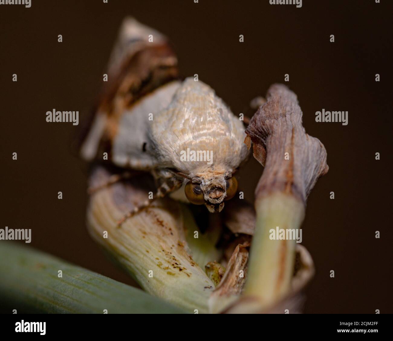 Closeup of an Acontia Lucida on a plant in a field under the sunlight with a blurry background Stock Photo