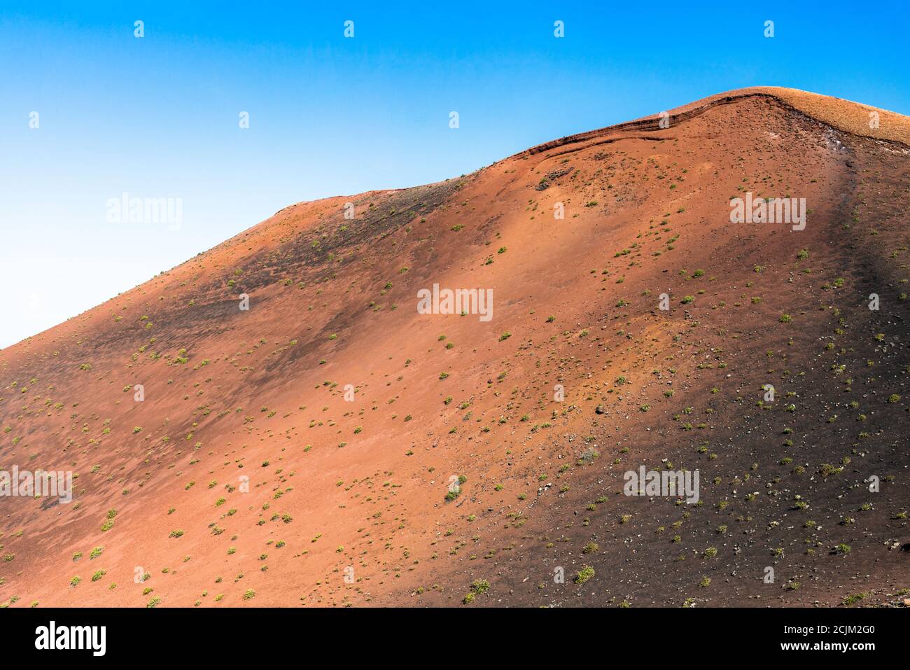 Green plants varieties growing on volcanic lava sands in Timanfaya