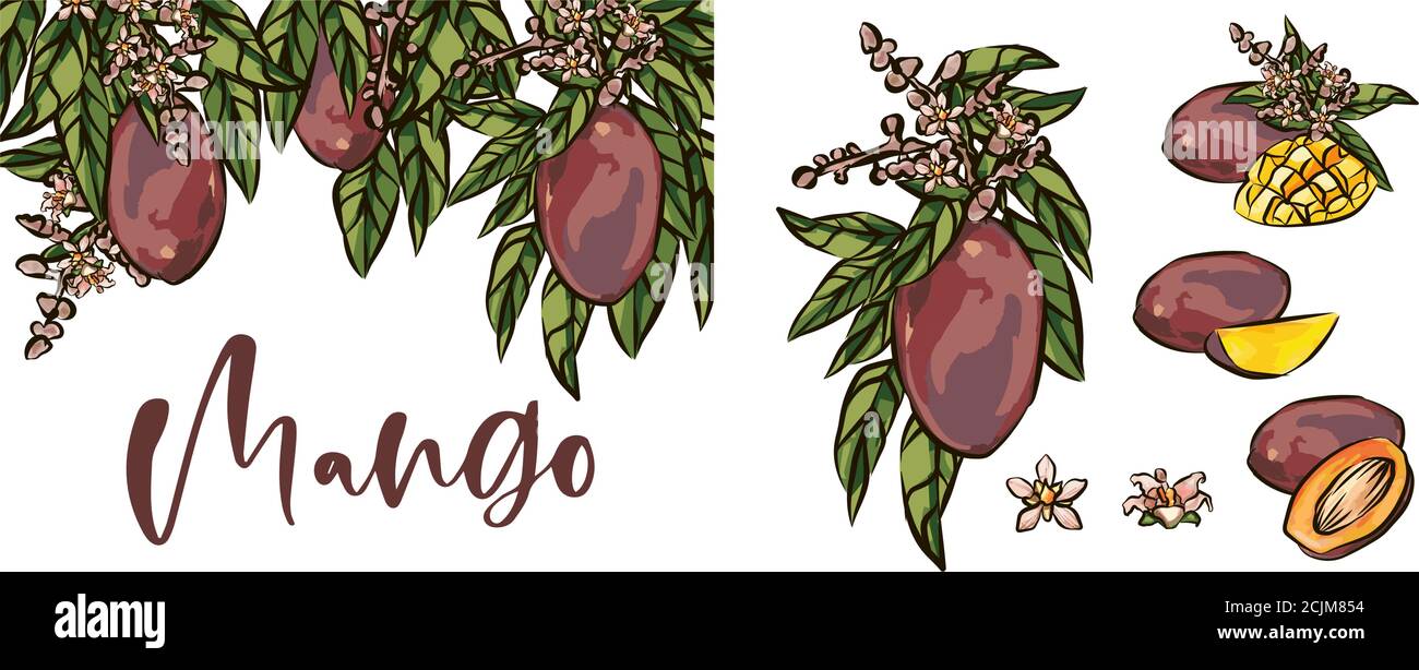 Mango fruits vector set. hand drawn organic food hand drawn sketch