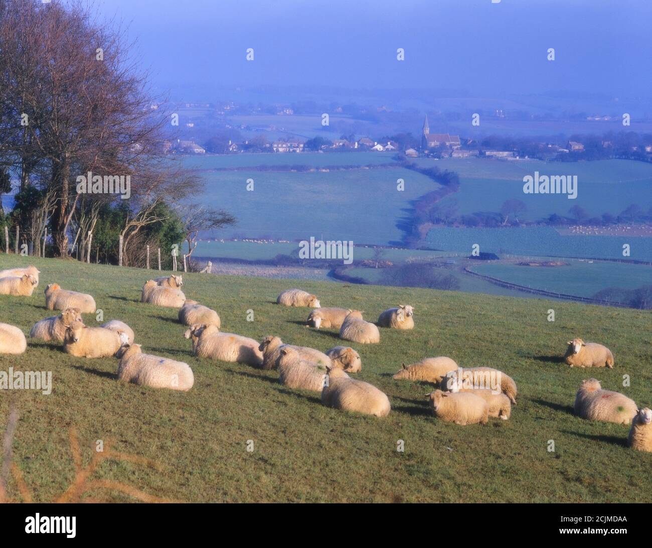 Flock of sheep sitting in a field by Battery Hill, Fairlight, Hastings