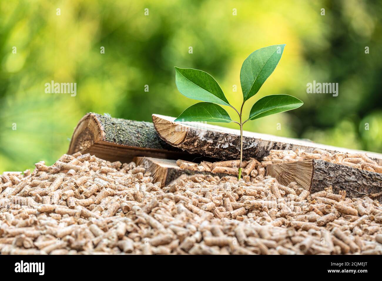 wood pellets with leaf and tree trunks. concept of eco-sustainable fuel. Stock Photo
