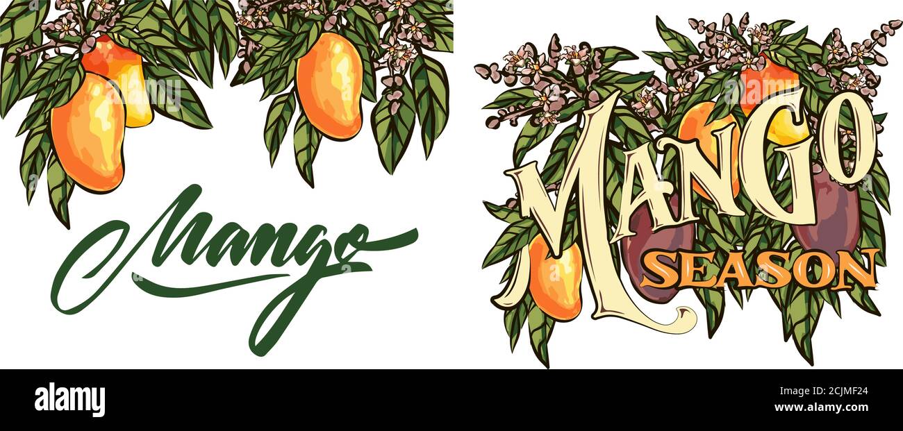 Mango fruits vector set. hand drawn organic food hand drawn sketch engraving illustration. Collection of mango fruits, leaves and slices of mango. Stock Vector