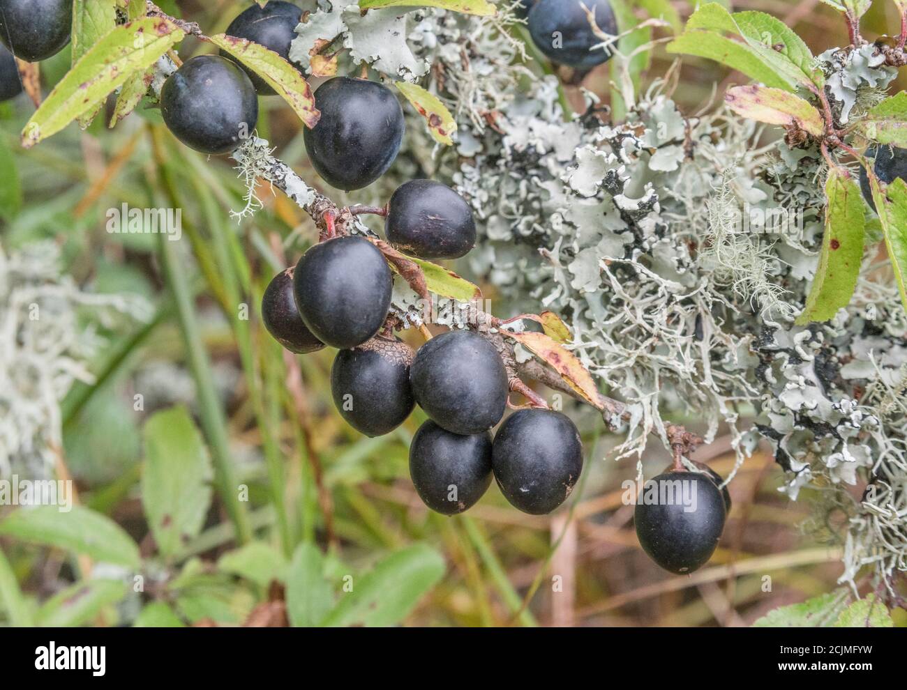 Lichen covered Wild Plum in Cornish hedge - part of fruiting sequence. Smaller than Damson but larger than related Sloe. Maybe Bullace. (See NOTES) Stock Photo