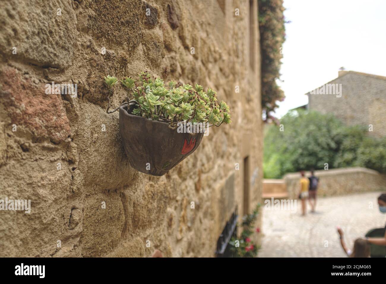 Green outdoor decoration plant on a rock stone medieval wall in Pals, Catalonia Stock Photo