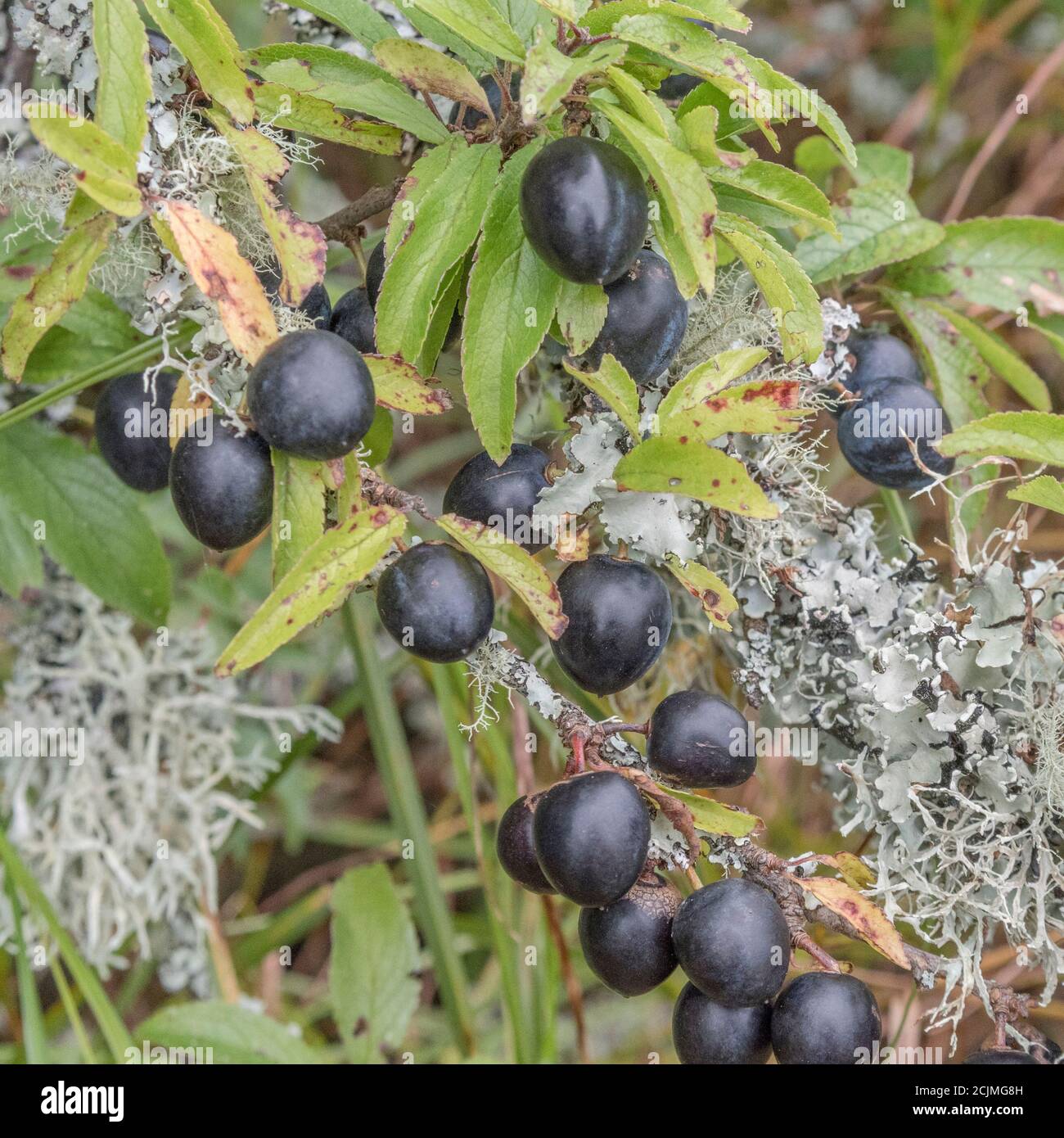 Lichen covered Wild Plum in Cornish hedge - part of fruiting sequence. Smaller than Damson but larger than related Sloe. Maybe Bullace. (See NOTES) Stock Photo