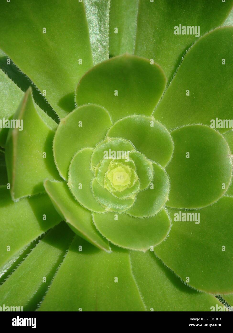 Close-up of Bejeque flower rosette also known as Aeonium canariense, a succulent robust plant native to Canary Islands, growing on hillsides Stock Photo