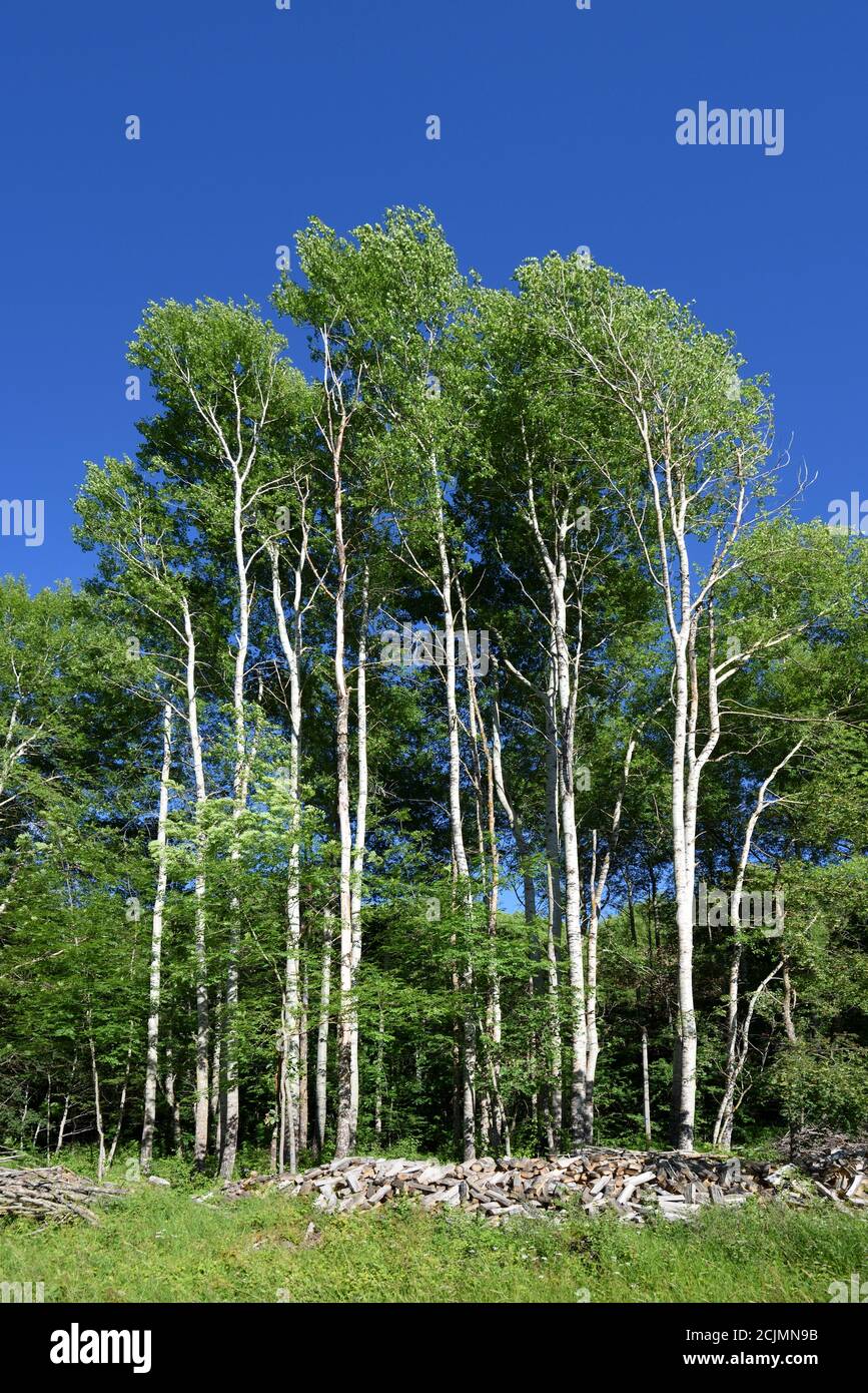 Copse of White Poplars, Populus alba, aka Silver Poplar or Silverleaf Poplar Showing White Tree Trunks & Piles of Coppiced or Cut Logs for Firewood Stock Photo