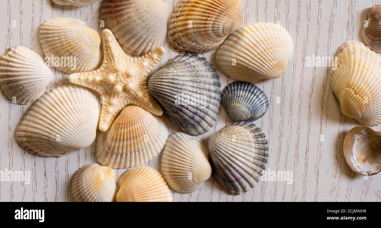 Sea, shells and glasses, sea star beach vacation Stock Photo
