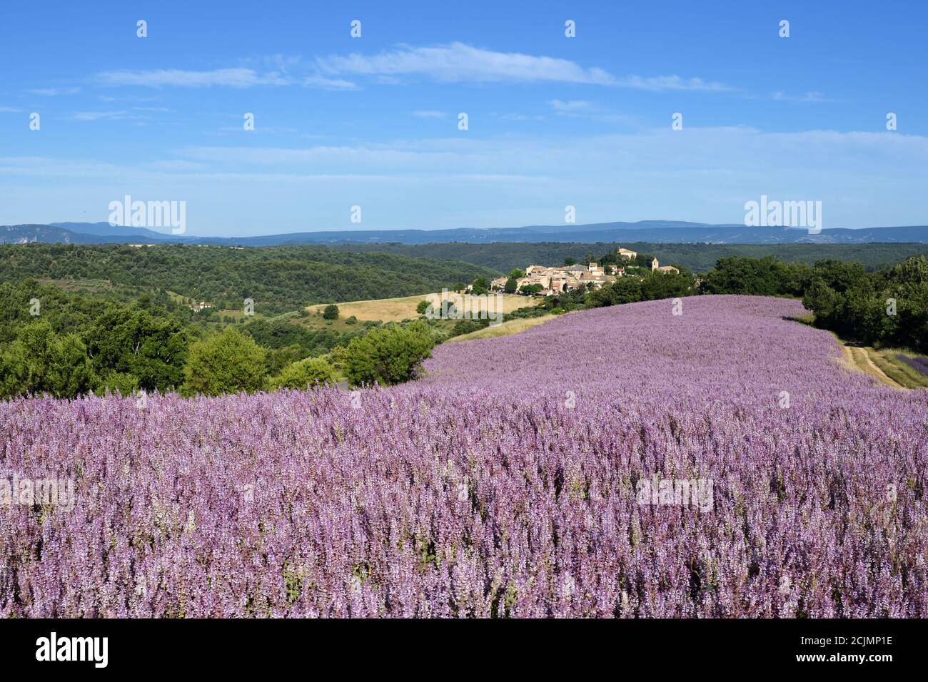 Field of Commercial Sage or Clary Sage, Salvia sclarea, Entrevennes Plateau Alpes-de-Haute-Provence Provence France Stock Photo