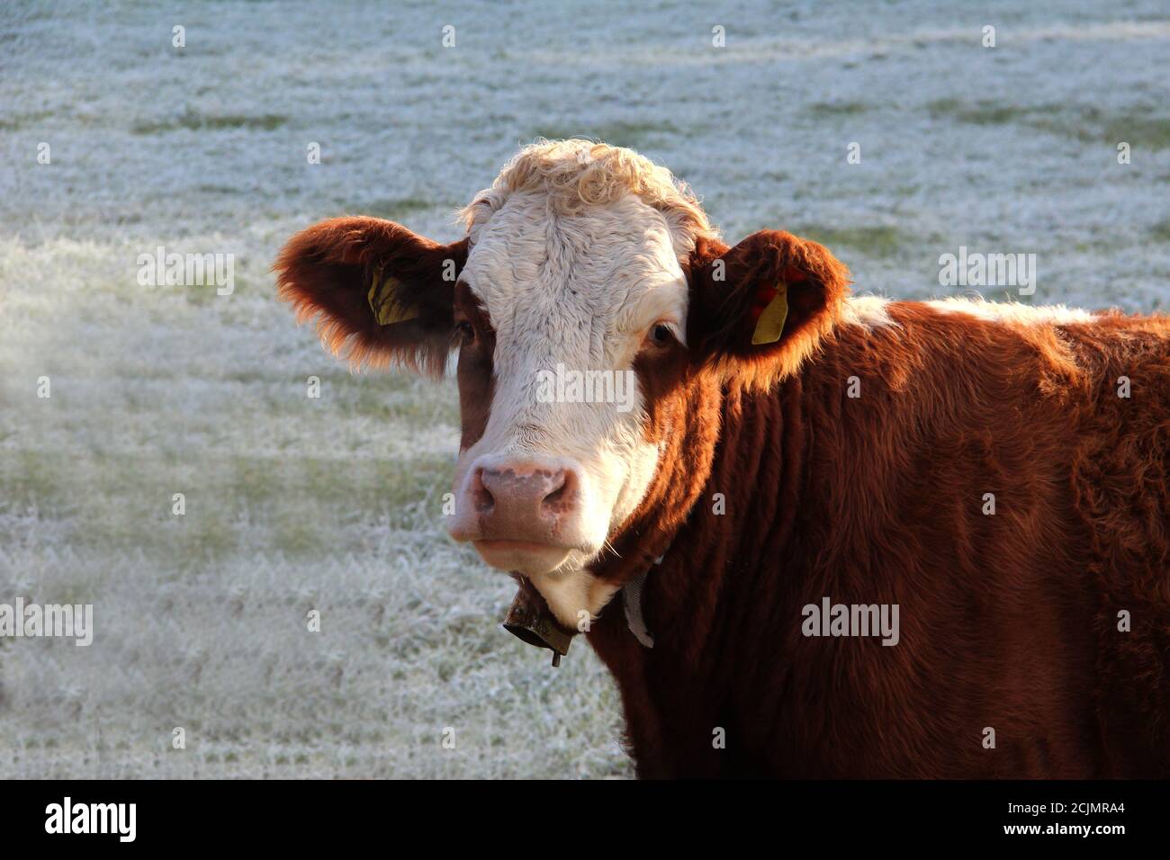 Closeup shot of a cow in the field - perfect for background Stock Photo ...