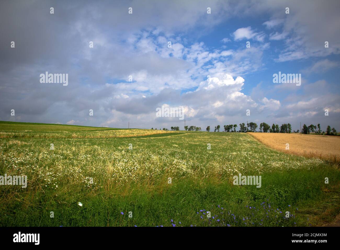 Green field under cloudy sky Stock Photo - Alamy