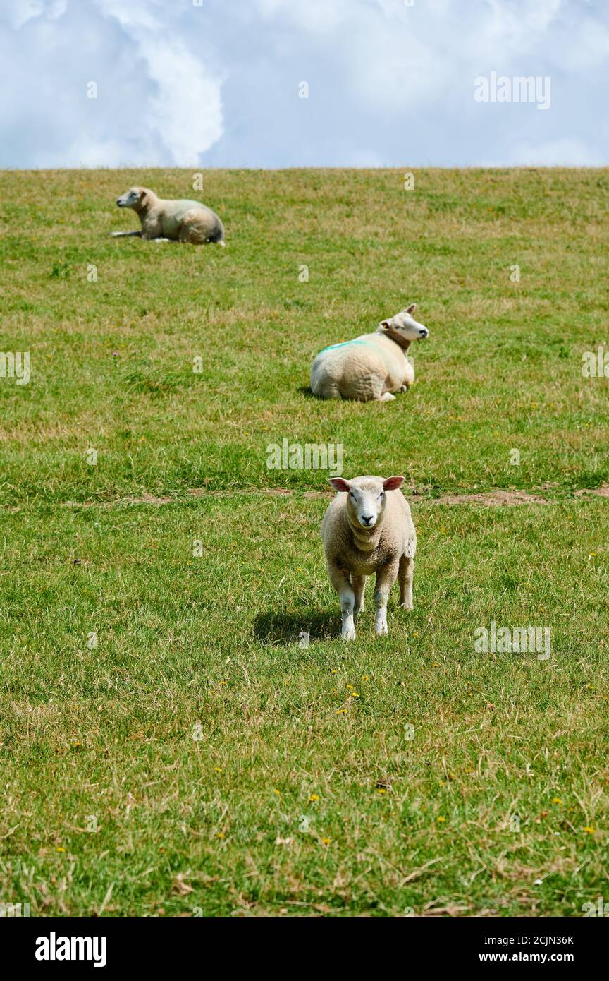 Three sheep on the dike, one looks interested in the camera Stock Photo