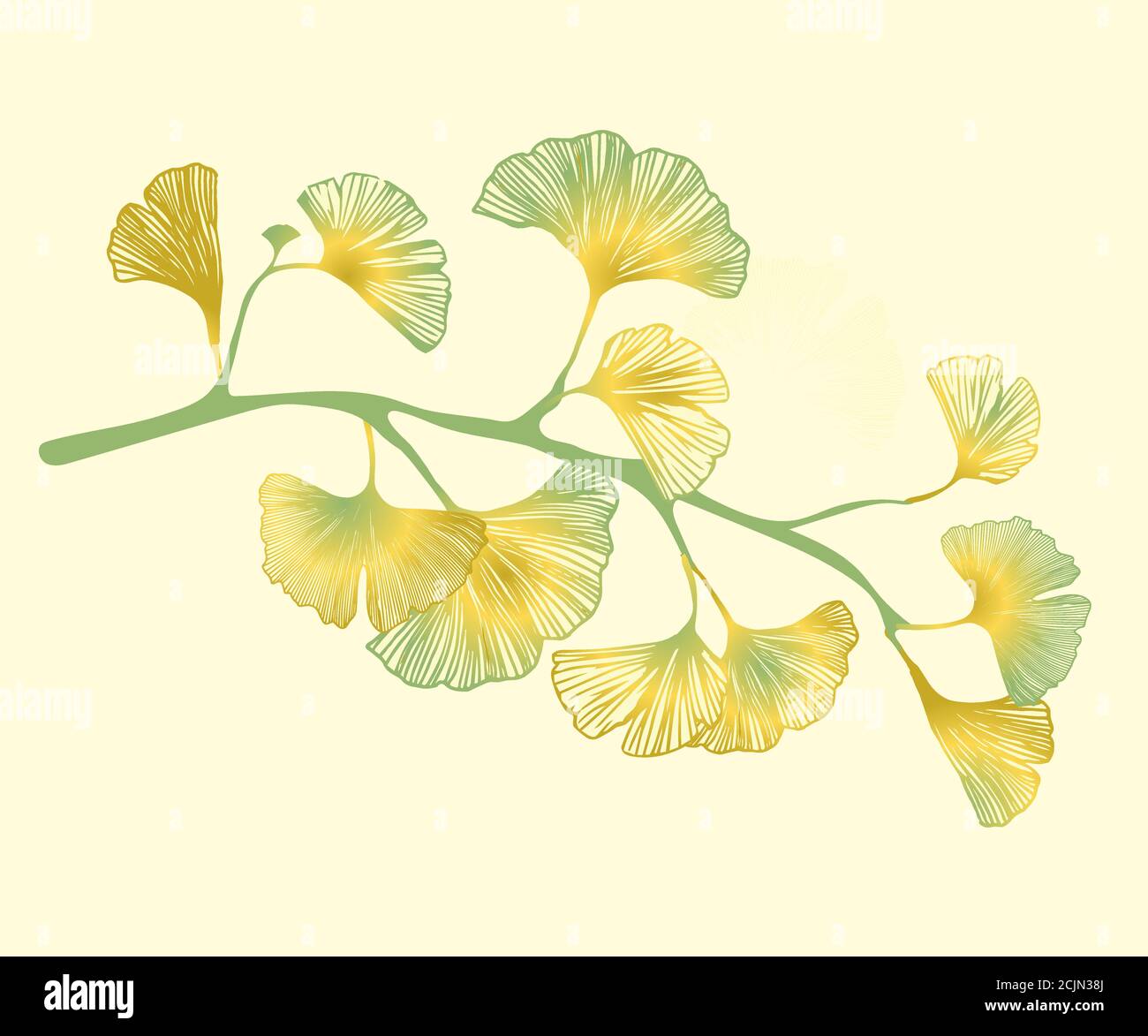 Ginkgo Biloba Branch Graphic Twig. Vector Illustration Of Ginkgo Biloba ...