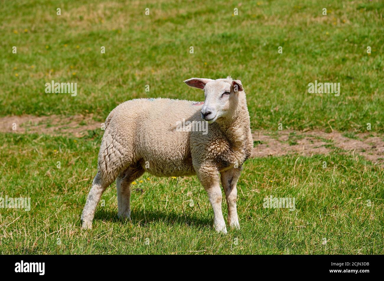 A sheep stands on the dike and looks intently Stock Photo