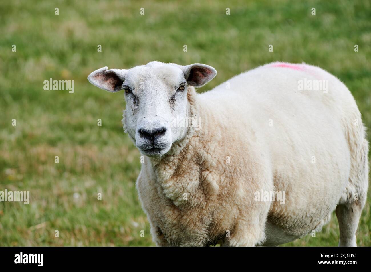 Sheep looks intently at the camera Stock Photo