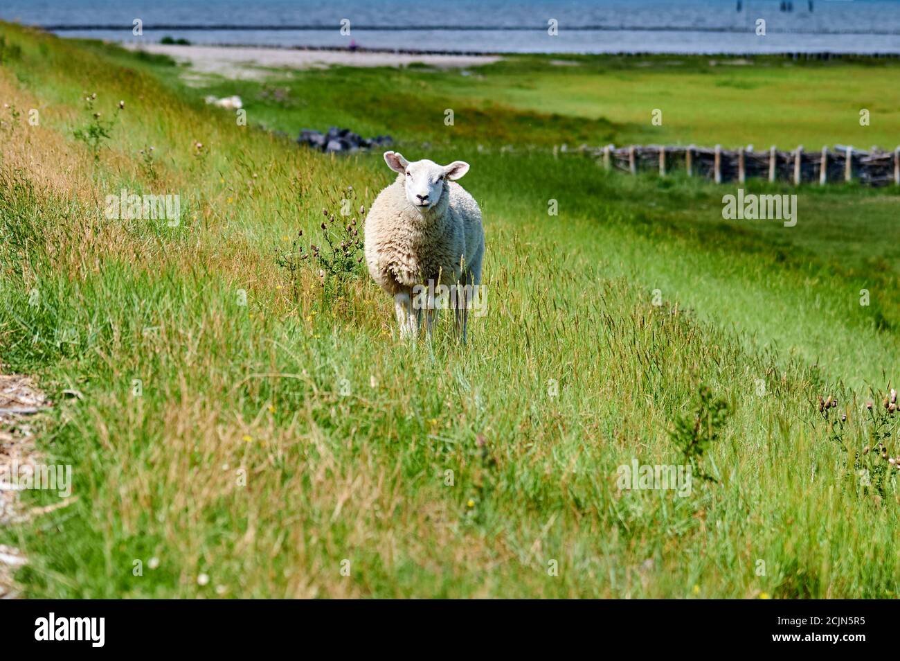 A sheep looks intently at the camera Stock Photo