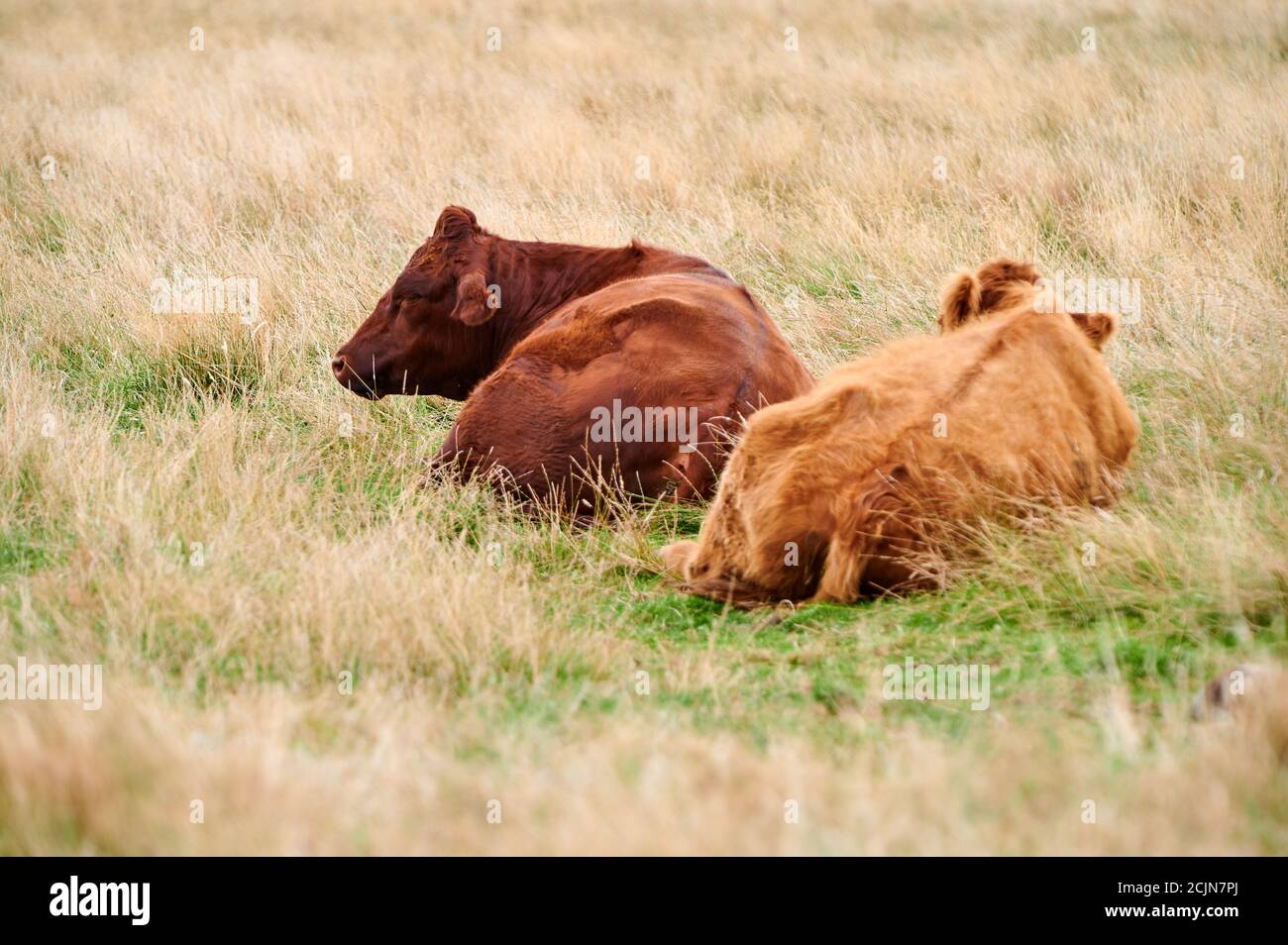 Two cattle lie in the pasture Stock Photo