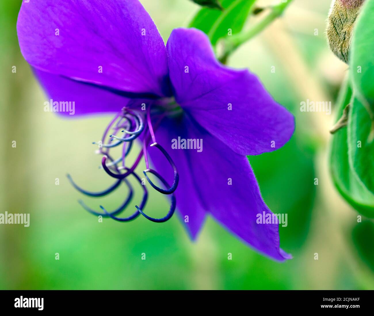 Macro image of a  Tibouchina urvilleana flower, in the Tropical Greenhouse at Walmer Castle  Gardens Stock Photo