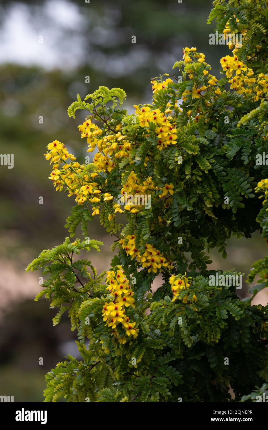 Flowers of the Brazilwood (Paubrasilia echinata). Pau-Brasil. Stock Photo