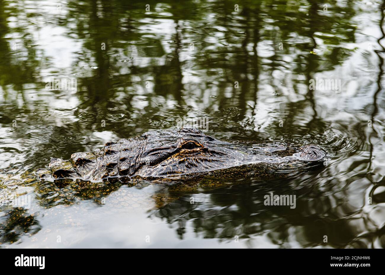 alligator in the swamp land in New Orleans, Louisiana, United States Stock Photo