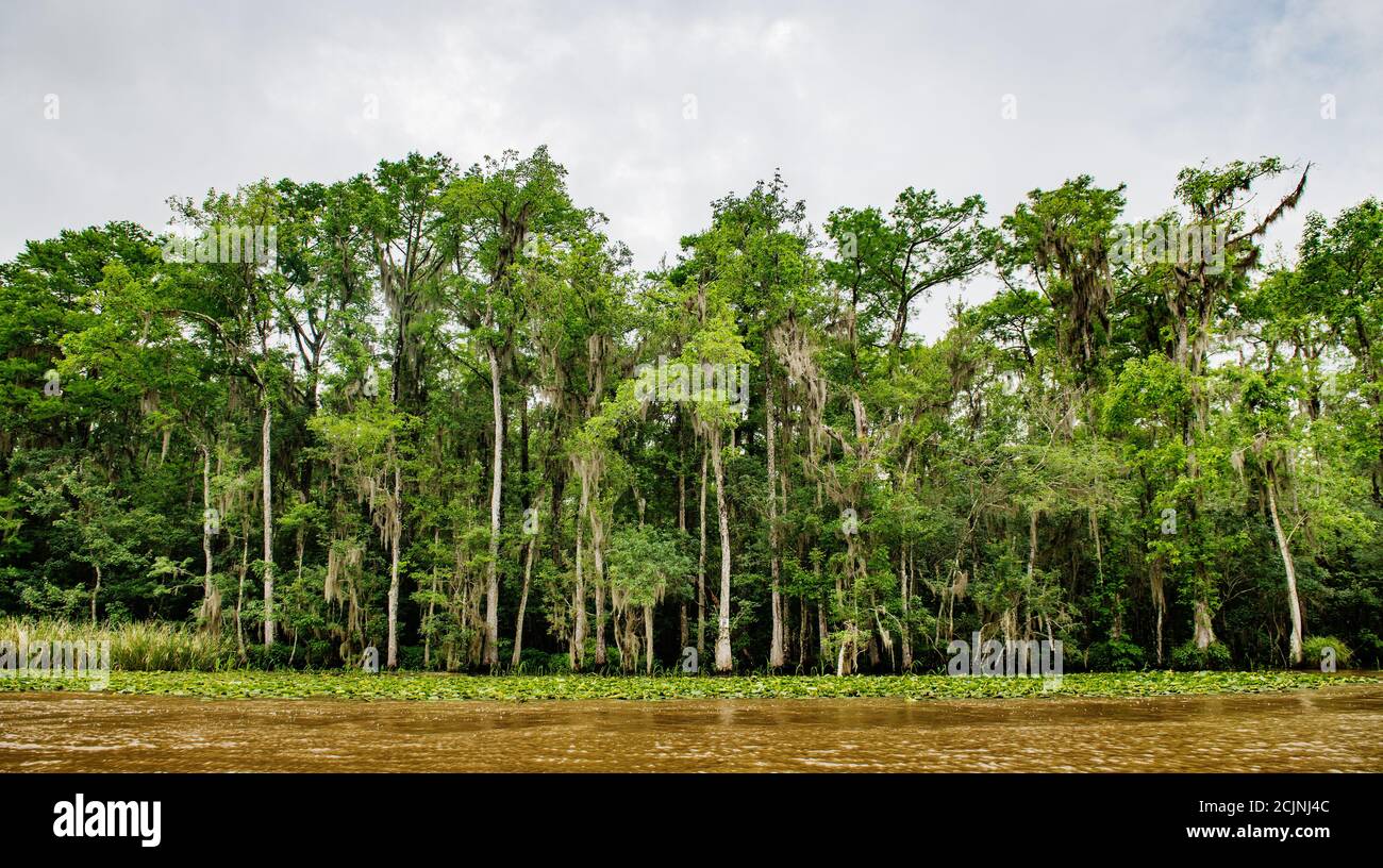 Swamp land in New Orleans, Louisiana, United States Stock Photo Alamy