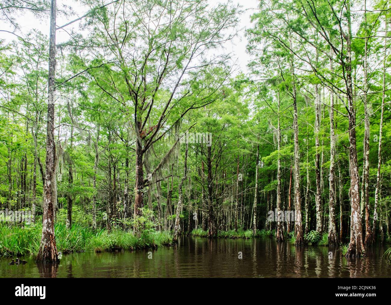 Swamp land in New Orleans, Louisiana, United States Stock Photo
