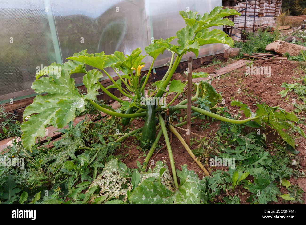 Squash marrow plant. Green vegetable marrow growing on bush. Stock Photo