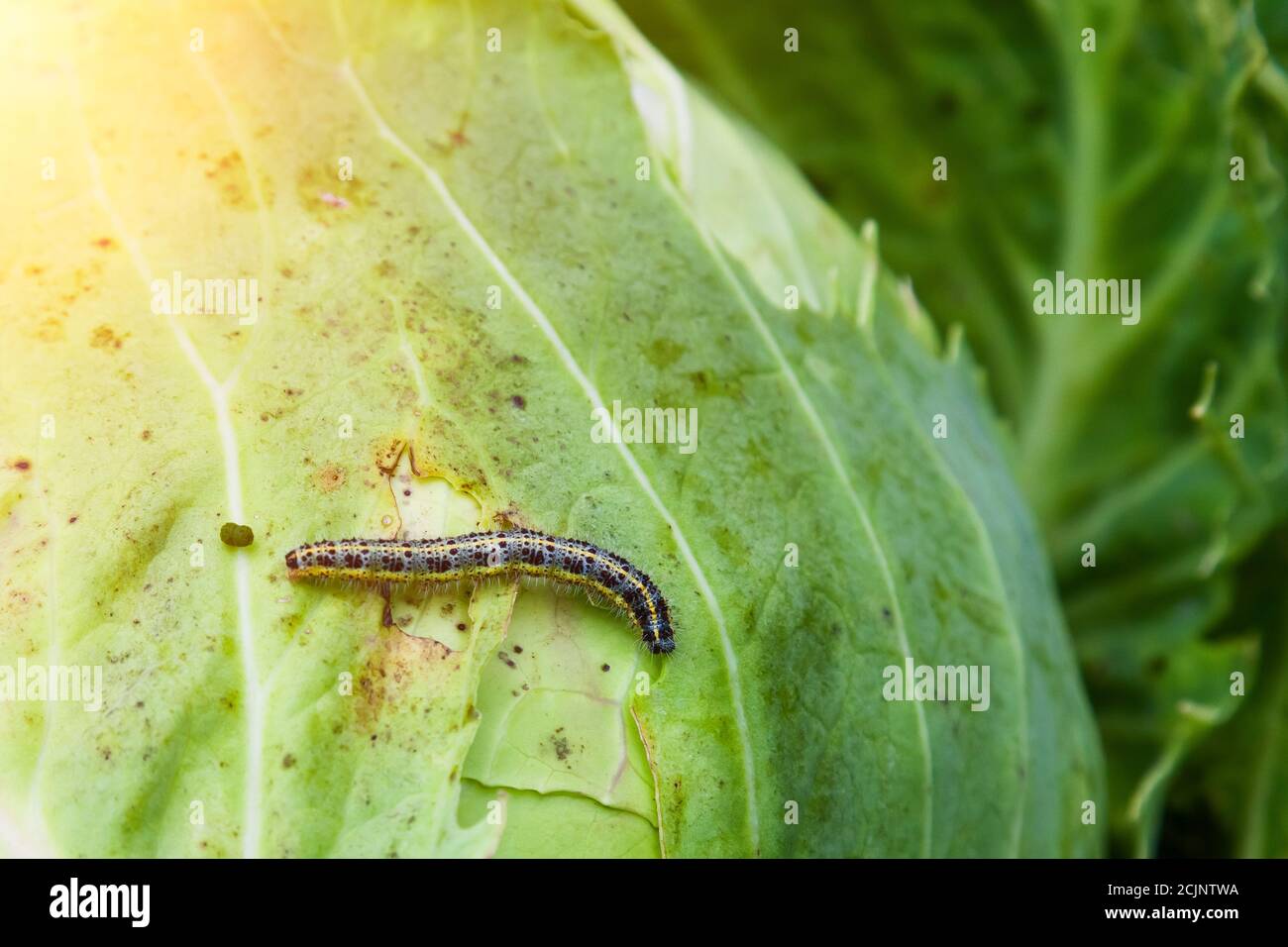 Insect caterpillar on a green leaf of cabbage eats a plant. A garden